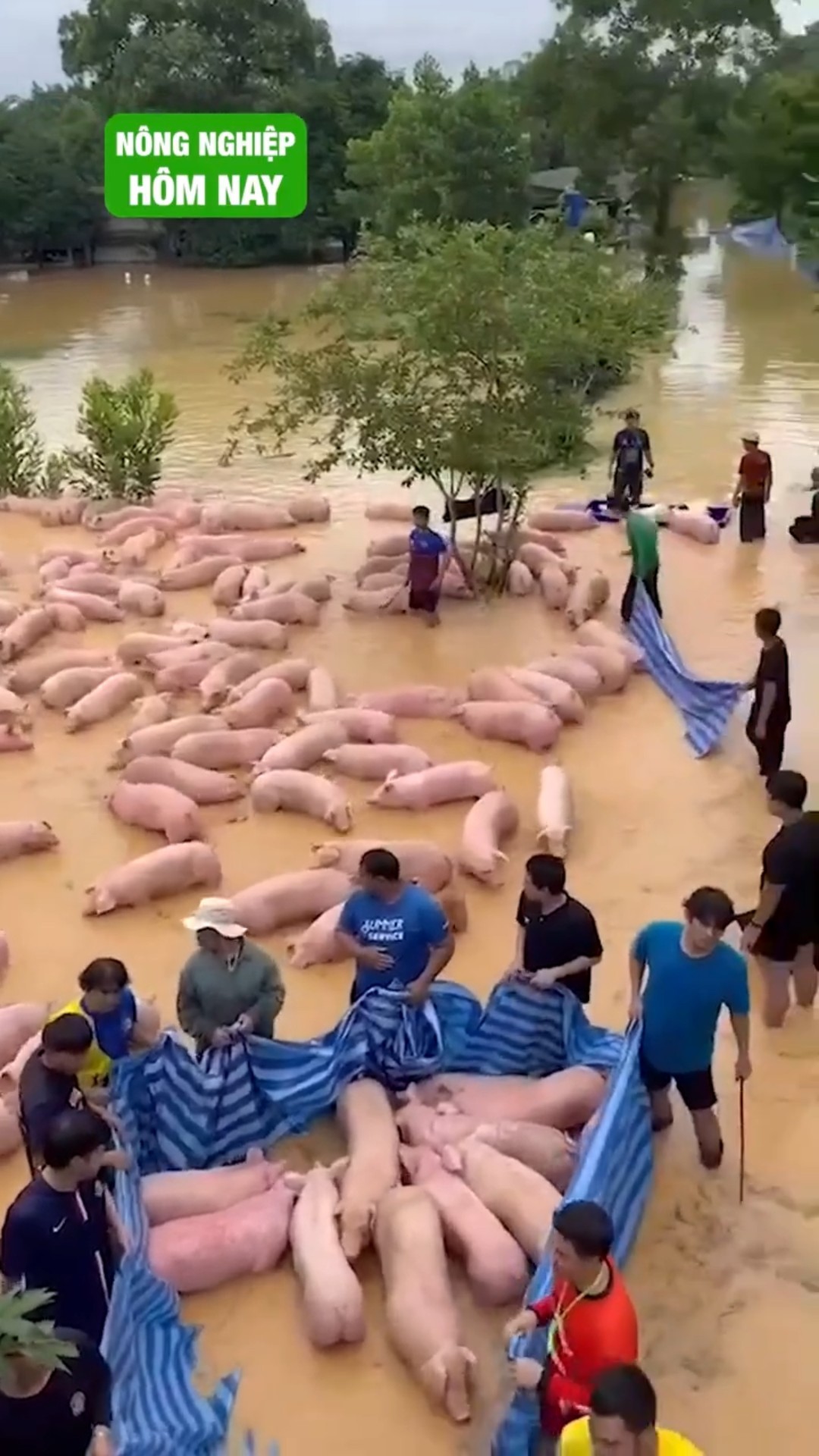 Nuôi heo và nỗi lo mưa rét